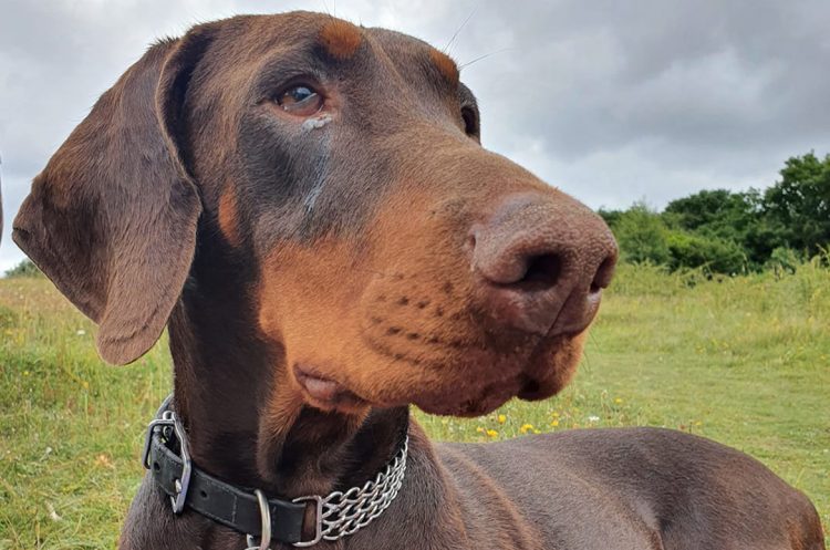 Was Ruby the Doberman dognapped and butchered? Here's everything we know