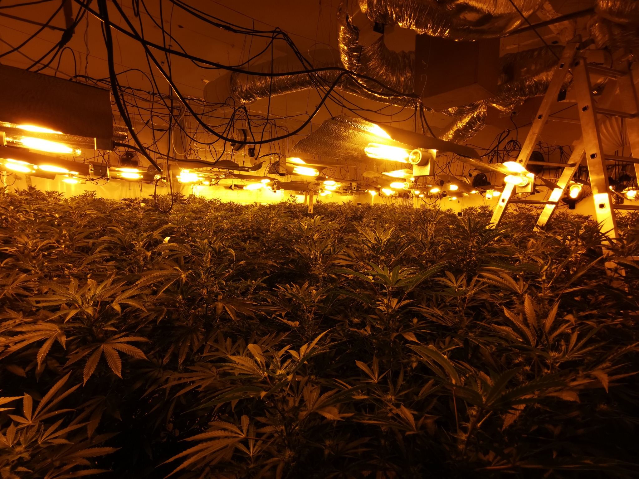 First picture inside huge cannabis factory in former Swindon town ...