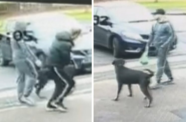 Dog 'used to attack' man outside Swindon library as police launch probe