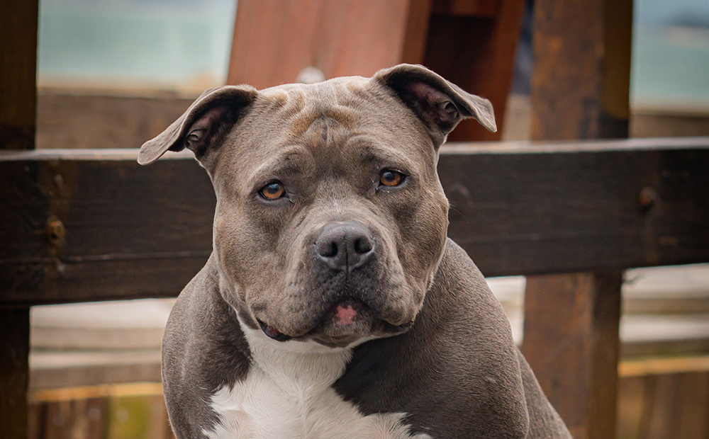 England: New laws banning XL Bully dogs laid in Parliament